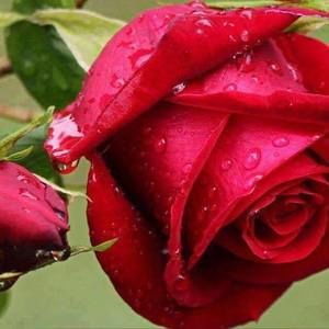 Meet your Posher, Rotselin